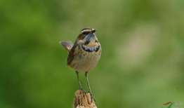 小鸟视频,小鸟视频中的生态瞬间
