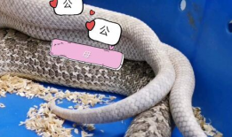 猪交配视频,揭秘动物繁殖奥秘